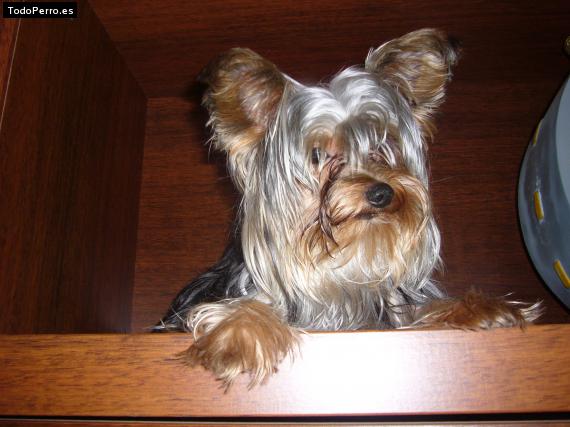 La foto del perro