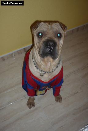 La foto del perro