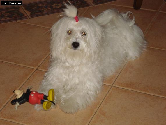 La foto del perro