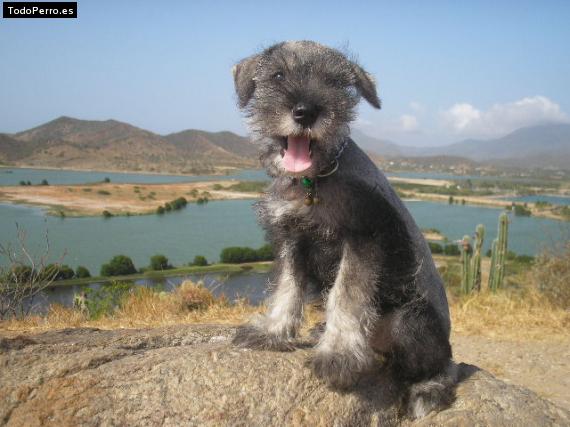 La foto del perro
