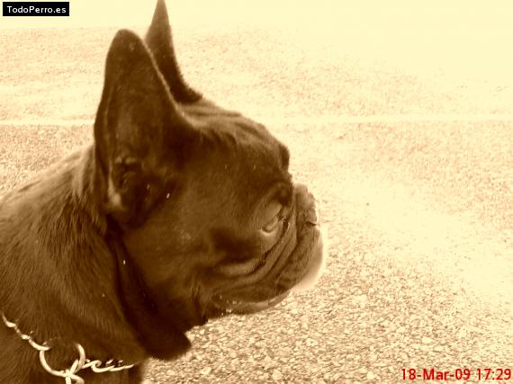 La foto del perro