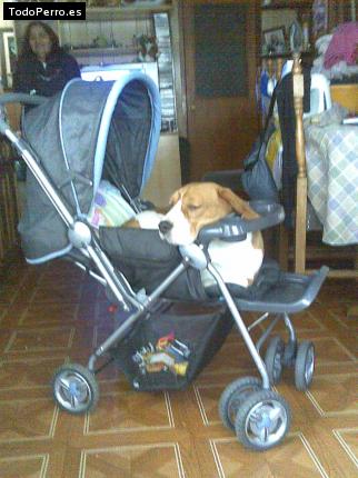 La foto del perro