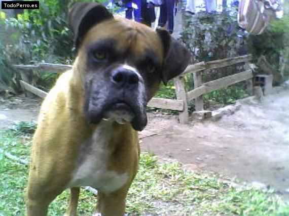 La foto del perro