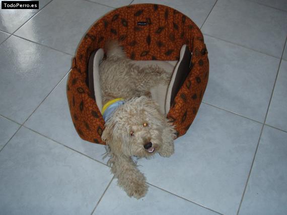 La foto del perro