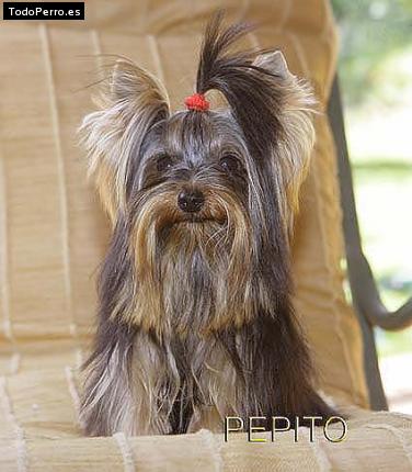 La foto del perro