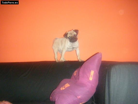 La foto del perro