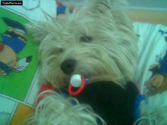 Foto del perro Happy