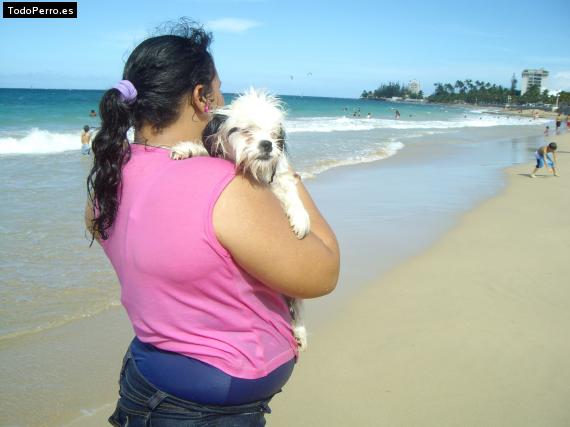 La foto del perro