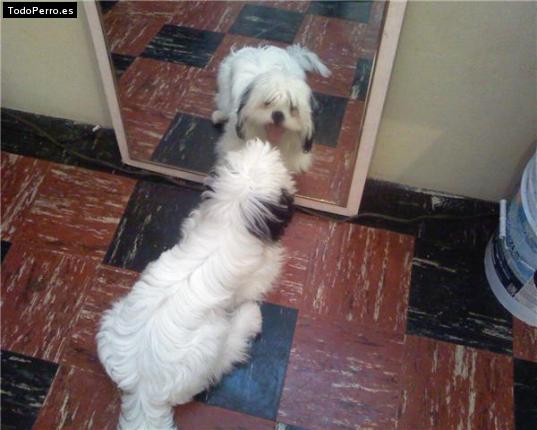 La foto del perro