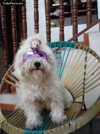 La foto del perro