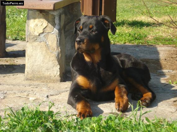 La foto del perro