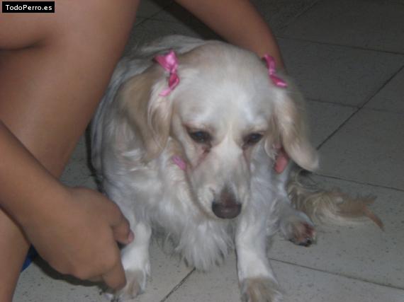 La foto del perro
