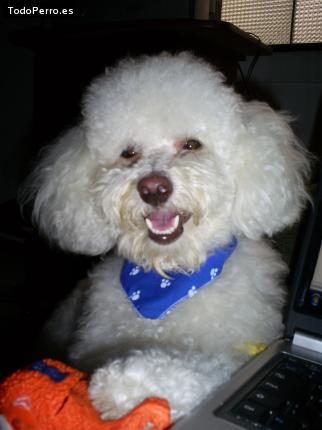 La foto del perro