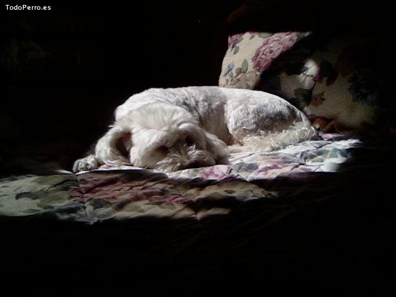 La foto del perro