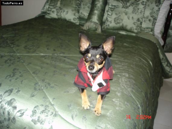 La foto del perro