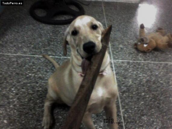La foto del perro