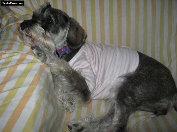La foto del perro