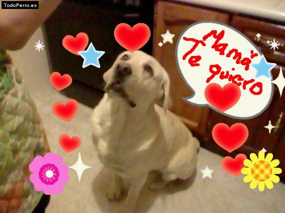 La foto del perro