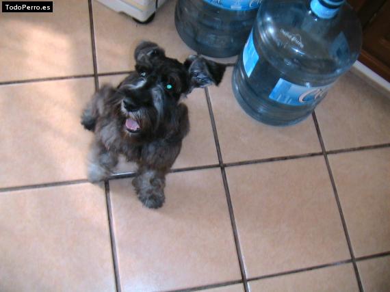 La foto del perro