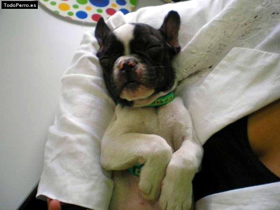 Foto del perro Moll