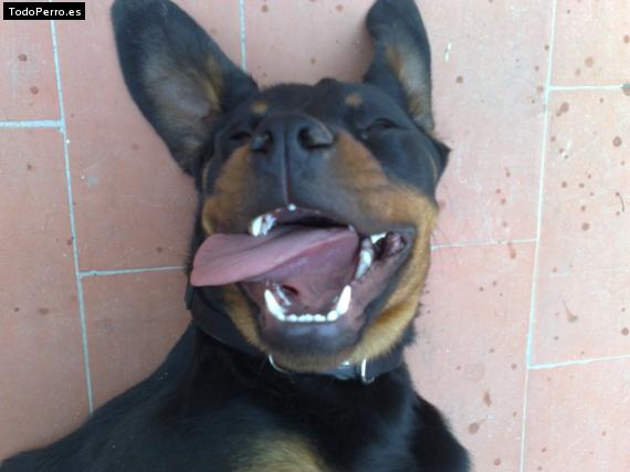 La foto del perro
