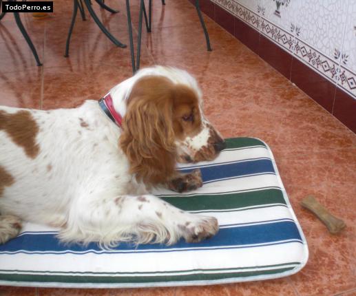 La foto del perro