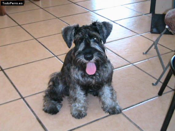 La foto del perro