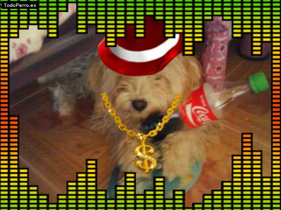 La foto del perro