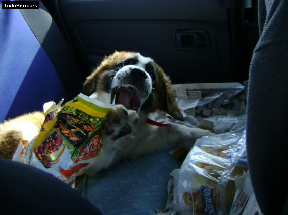 La foto del perro