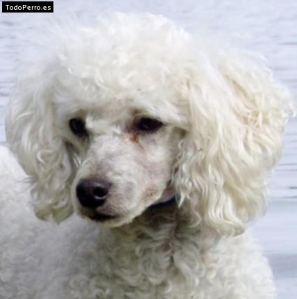 Foto del perro Canelo