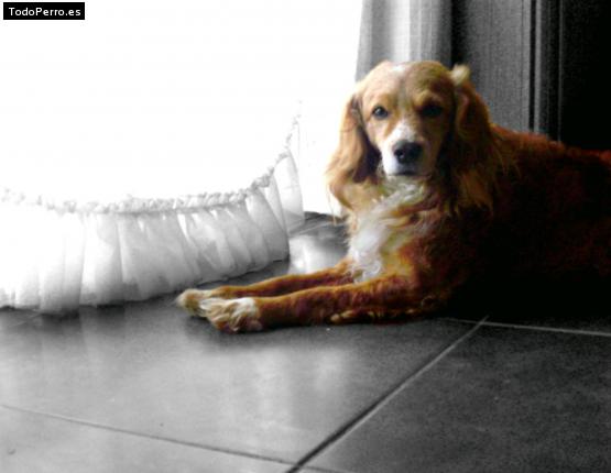 La foto del perro