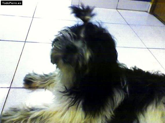 La foto del perro