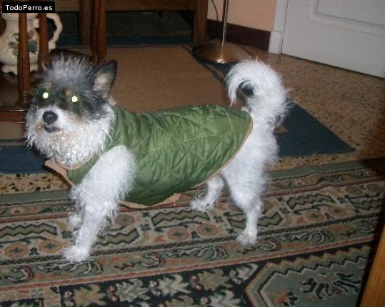 La foto del perro