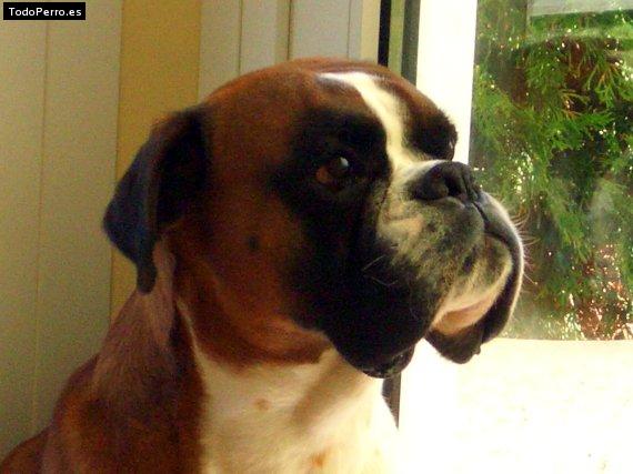 La foto del perro