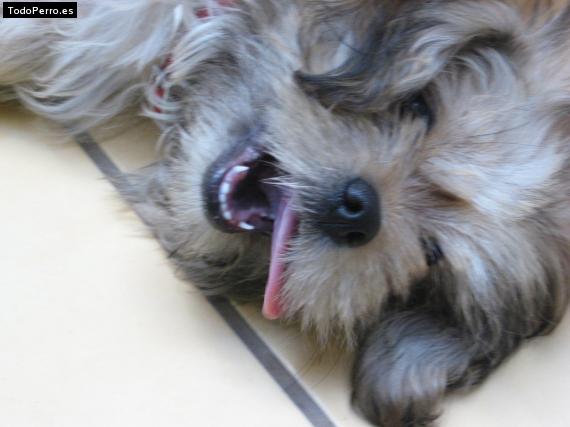 Foto del perro Suxi