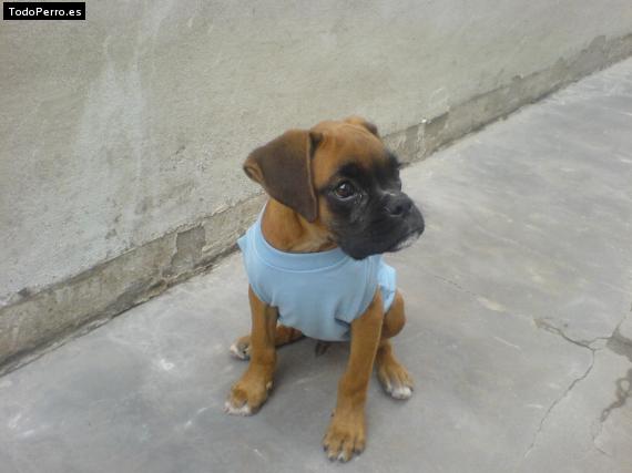 Foto del perro Rambo