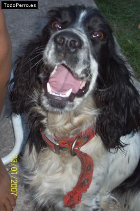 La foto del perro