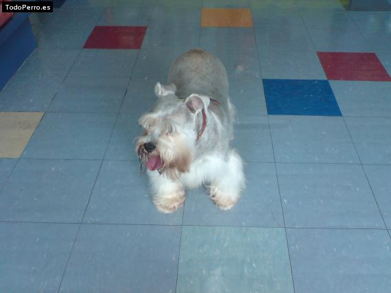 La foto del perro