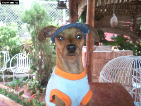 La foto del perro