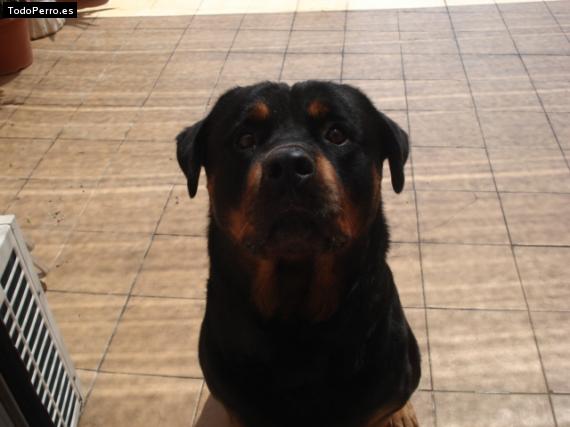 La foto del perro
