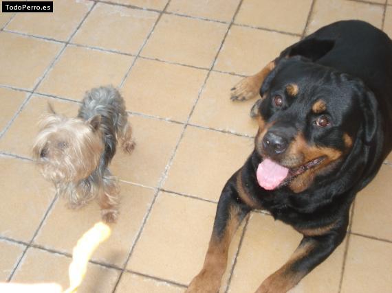 La foto del perro