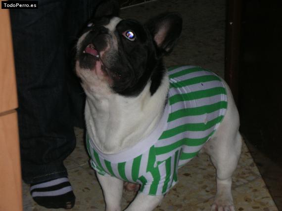 La foto del perro