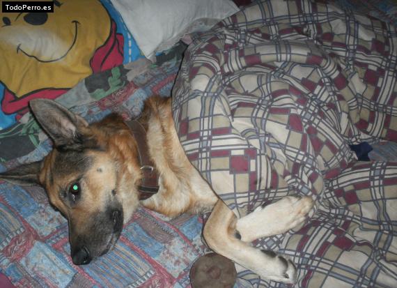La foto del perro