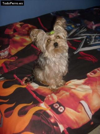 La foto del perro