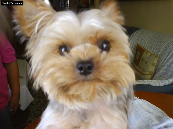 La foto del perro