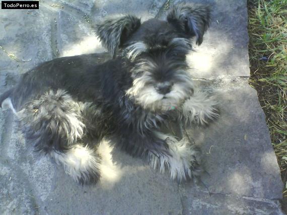 La foto del perro