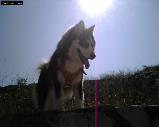 La foto del perro