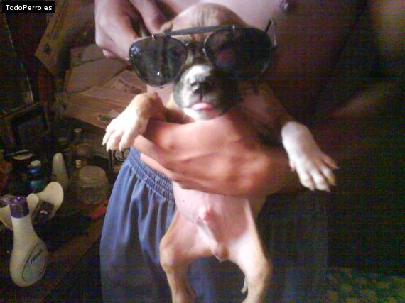 La foto del perro