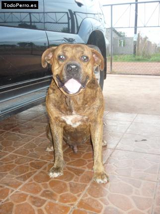 Foto del perro Willer