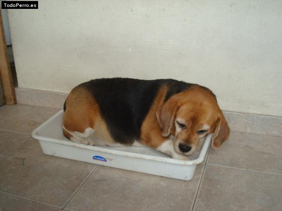 La foto del perro